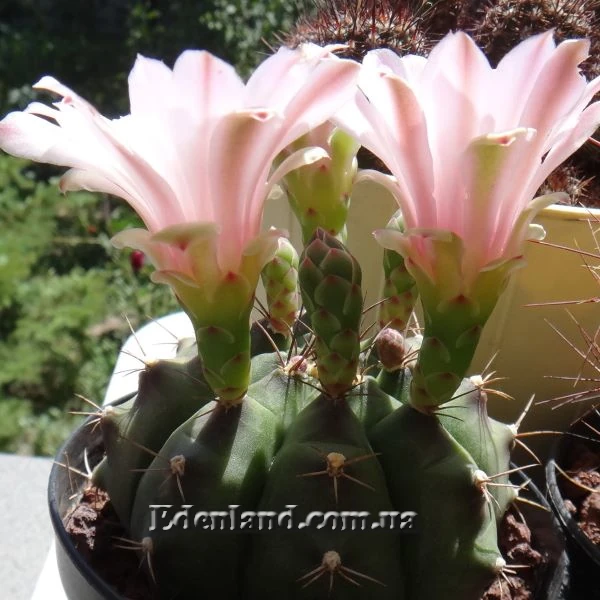 Зображення квіти та бутони в ареолах