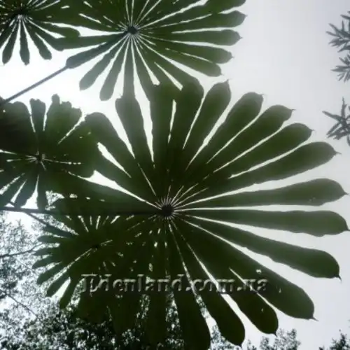 Зображення Мусанга цекропієвидна - Musanga cecropioides