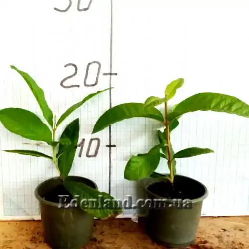 Зображення саджанці у продажу