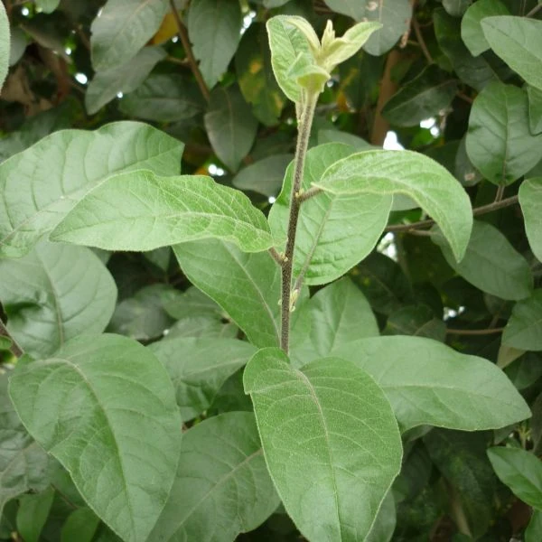 Зображення Цеструм повстяний - Cestrum tomentosum 