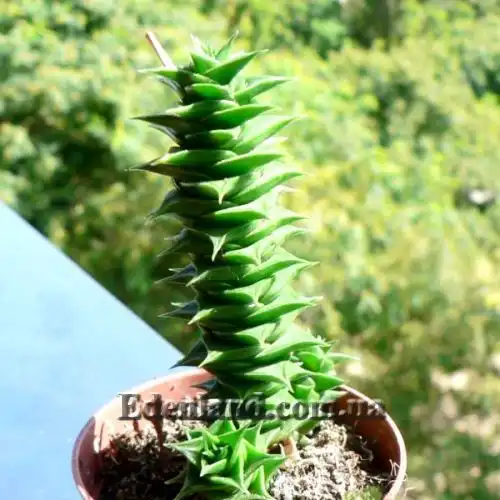 Изображение Астролоба листочковая - Astroloba foliolosa