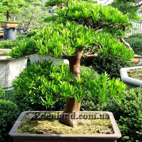 Изображение Подокарпус - Podocarpus