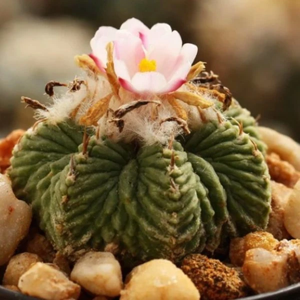 Изображение Ацтекиум Риттера  - Aztekium ritteri 