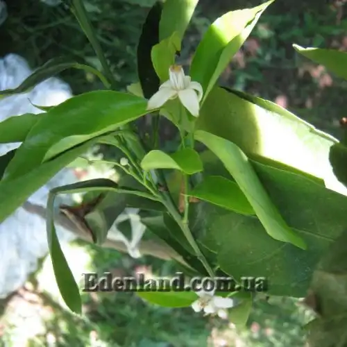 Изображение Апельсины,  мандарины, лимоны и клементины крупномеры.