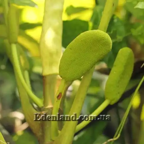 Зображення Мусанга цекропієвидна - Musanga cecropioides