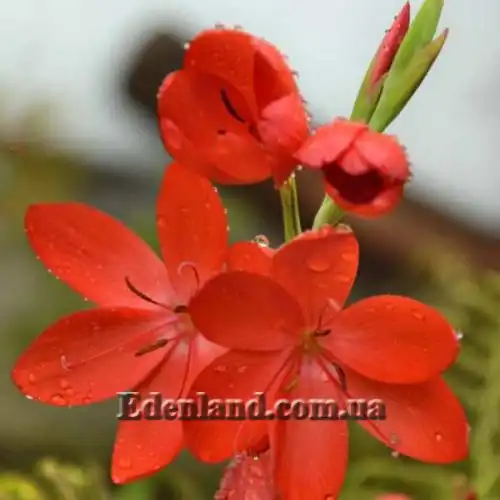 Изображение Схизостилис шарлаховый - Schizostylis coccinea
