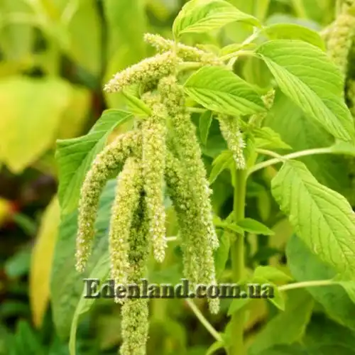 Изображение Амарант хвостатый белый - Amaranthus caudatus var.albiflorus