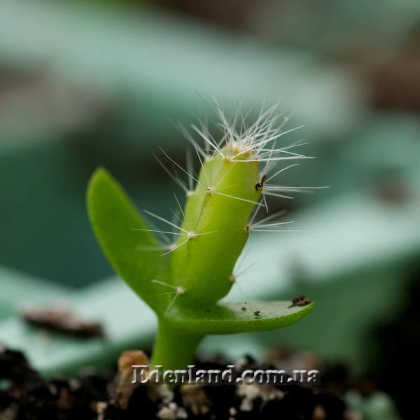 Изображение сеянец