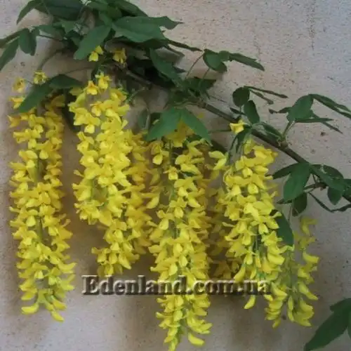 Изображение Лабурнум анагиролистный - Laburnum anagyroides
