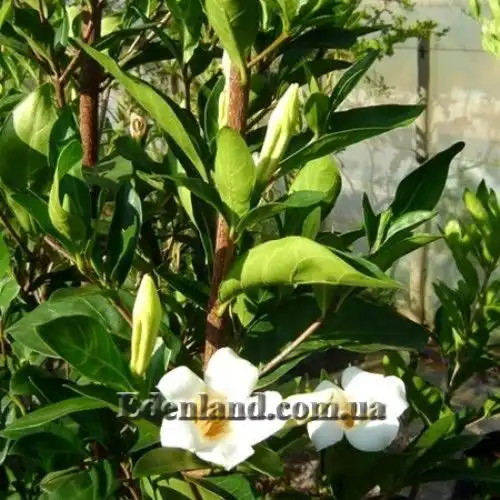 Изображение Ротмания шаровидная - Rothmannia globosa