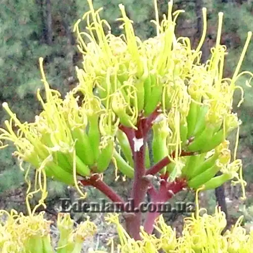 Изображение цветение