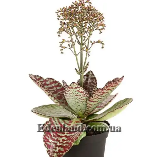 Изображение Каланхоэ приземистое - Kalanchoe humilis 