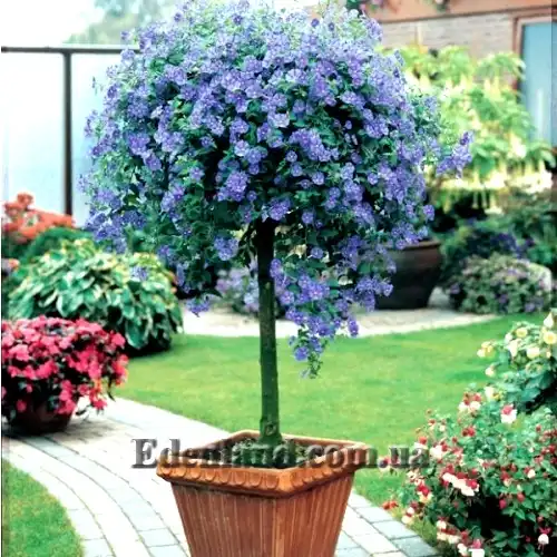 Зображення квітуче дерево