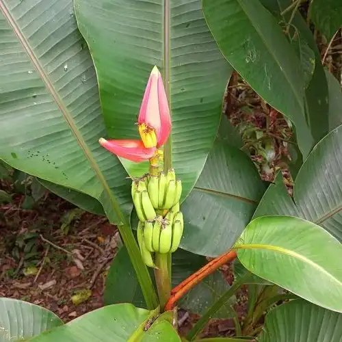 Банан латеритний - Musa laterita