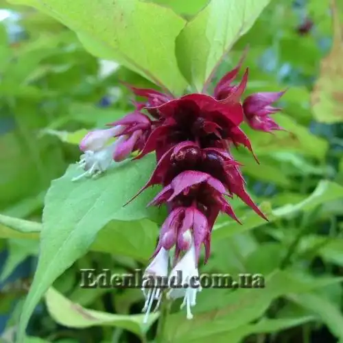 Изображение Лейцестерия красивая - Leycesteria formosa