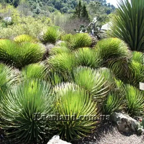 Изображение Агава полосатая - Agave striata 