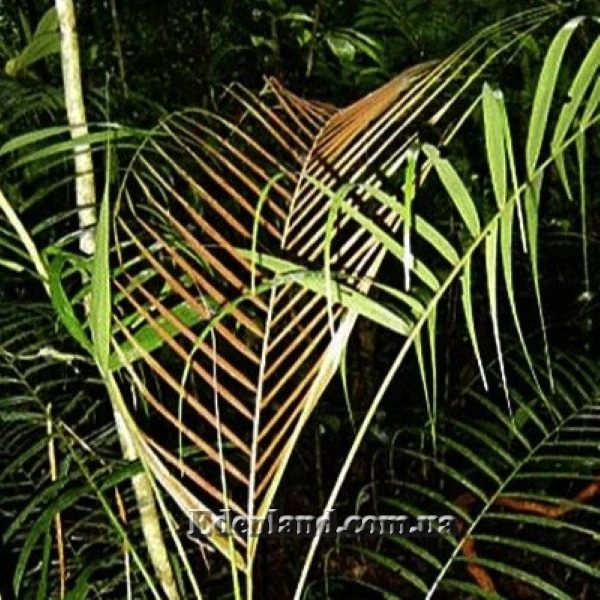 Зображення Геонома Муреана  - Geonoma mooreana