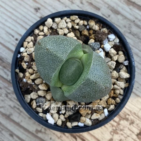 Зображення Плейоспілос Нела - Pleiospilos nelii