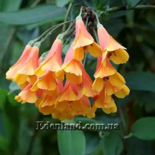 Изображение Бомарея многоцветковая  - Bomarea multiflora