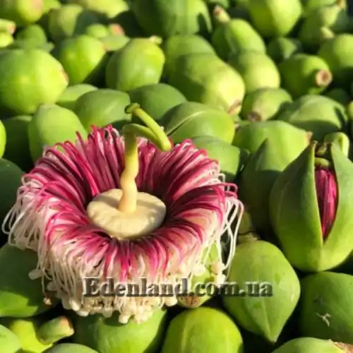 Изображение Соннератия сырная - Sonneratia caseolaris 