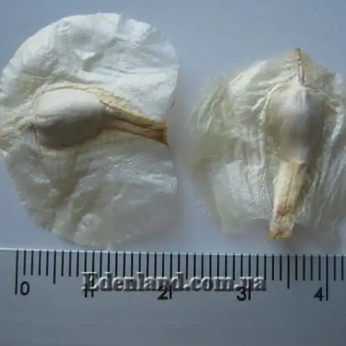 Изображение семена