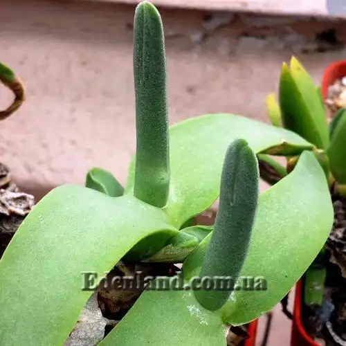 Изображение молодые растения