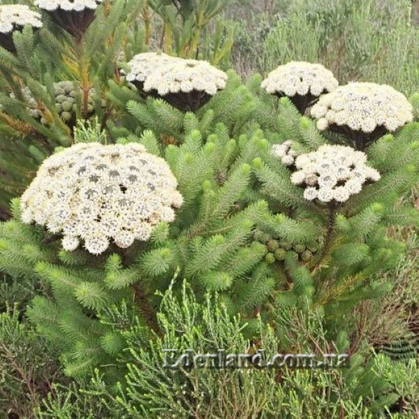 Изображение цветущий куст