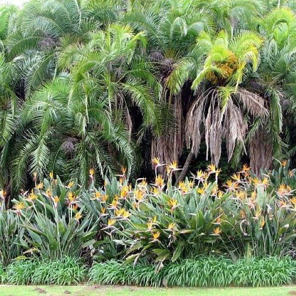 Зображення рослини у природі