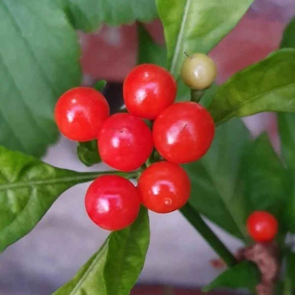 Зображення Перець Аджі Чарапіта червоний  - Aji Charapita Red