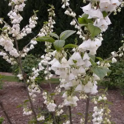 Халезия каролинская  - Halesia carolina 