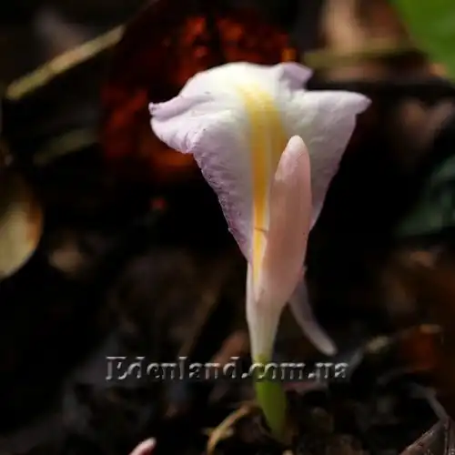 Изображение Афрамомум бело-фиолетовый - Aframomum alboviolaceum