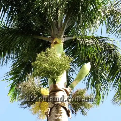 Изображение цветение