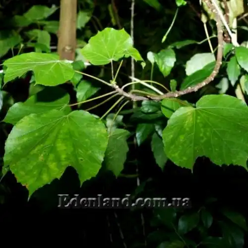 Зображення Домбея верхівкова - Dombeya cacuminum