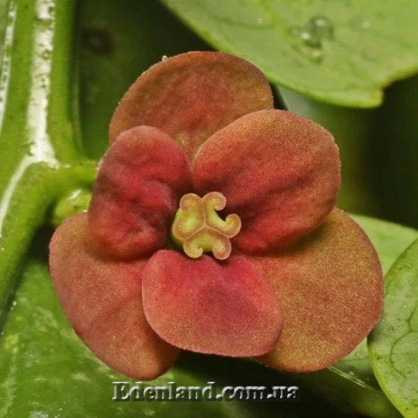 Изображение женский цветок