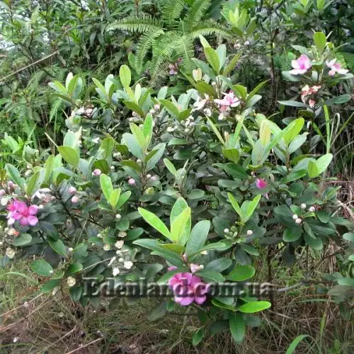 Изображение Родомирт войлочный - Rhodomyrtus tomentosa