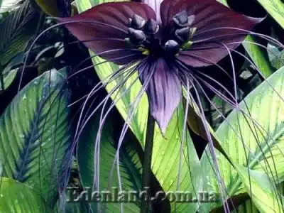 Поступление продукции в интернет-магазине экзотических семян и растений Edenland. Март 2019