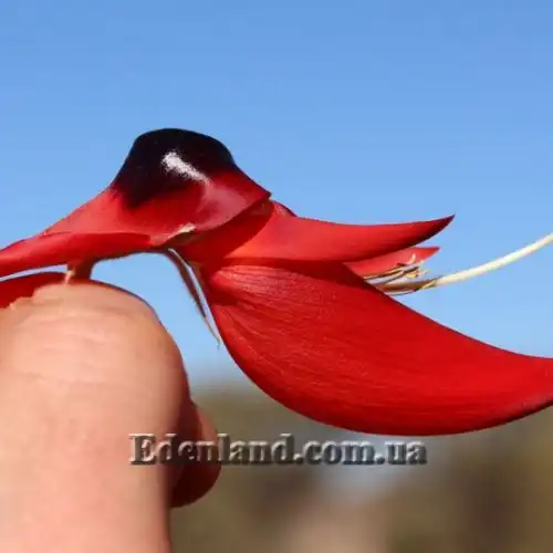 Изображение цветок