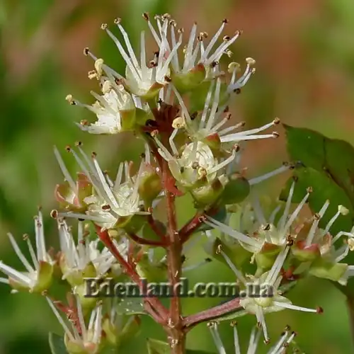 Зображення отцветшее соцветие