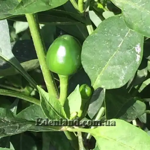 Изображение Перец Поцелуй Сатаны - Satans Kiss Pepper