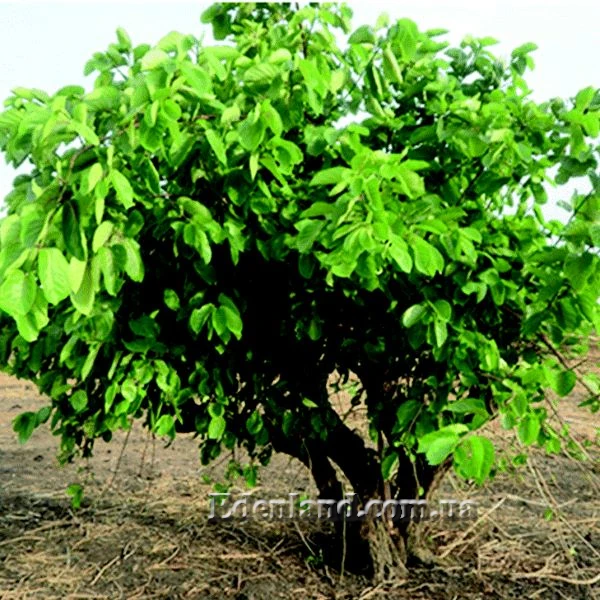 Изображение Науклея широколистная  - Nauclea latifolia