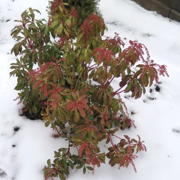 Изображение Пиерис японский   - Pieris japonica