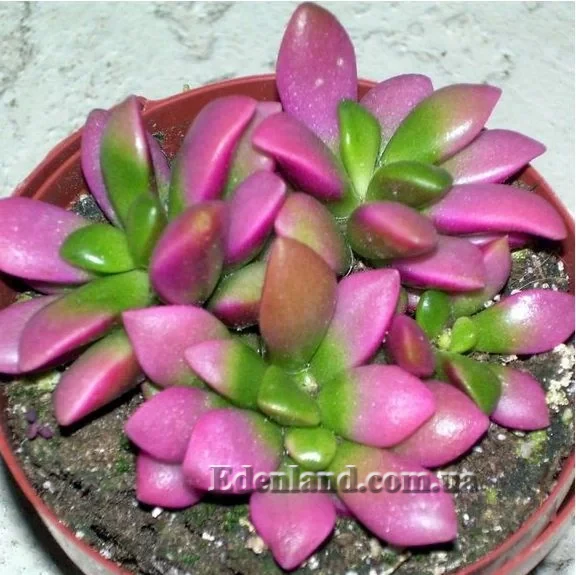 Изображение Анакампсерос краснеющий Санрайз  - Anacampseros rufescens cv 'Sunrise'