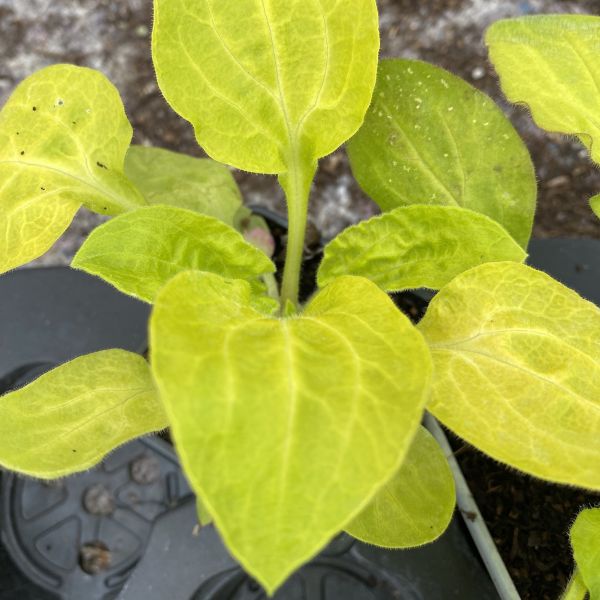 Изображение Смолка (Силена) двудомная  - Silene dioica