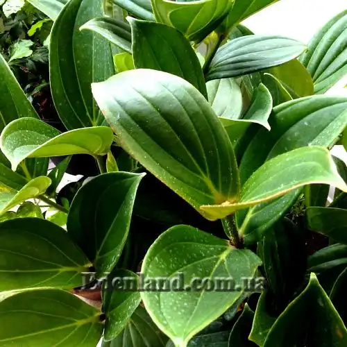 Зображення Медініла білоквіткова - Medinilla albiflora