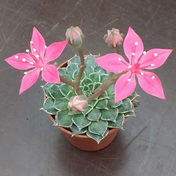 Зображення Граптопеталум прекрасний  - Graptopetalum bellum 