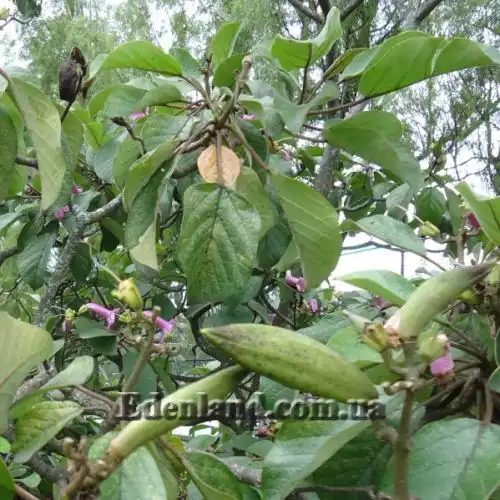 Зображення Делостома цільнолиста - Delostoma integrifolium