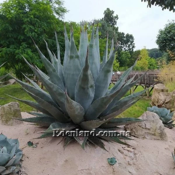 Зображення Агава Хаварда  - Agave havardiana