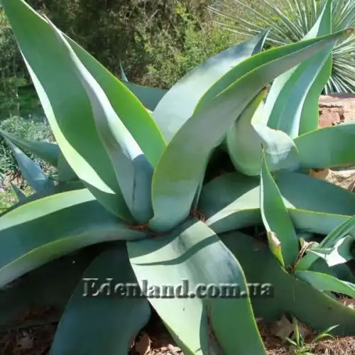 Изображение Агава Гуиенгола - Agave guiengola