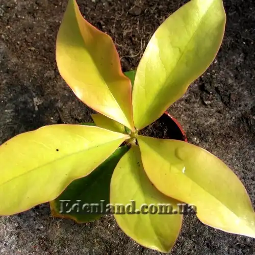 Изображение молодой саженец