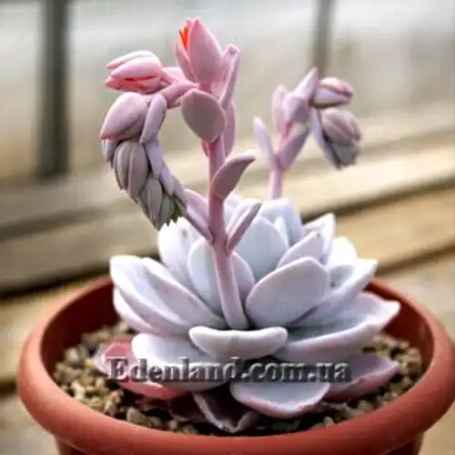 Изображение Эчеверия (Эхеверия) Лау - Echeveria laui
